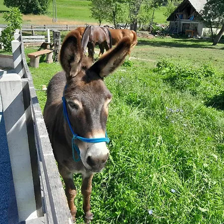 Turisticna Kmetija Marovt *