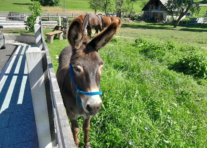 Turisticna Kmetija Marovt *